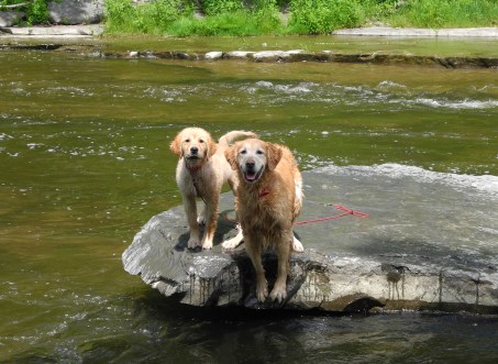 5-31-13 Flat Rock with Kira and Dax (1).JPG