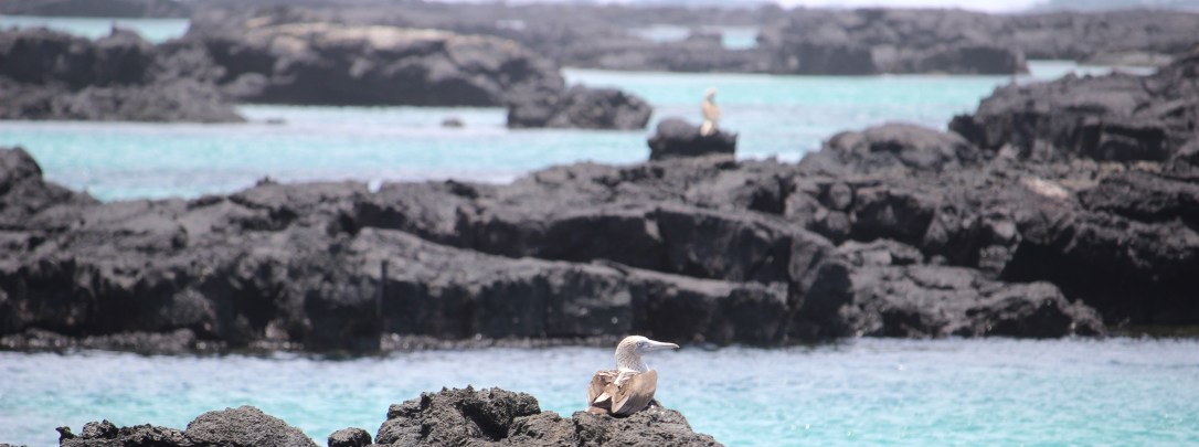 Galapagos: Photoblog